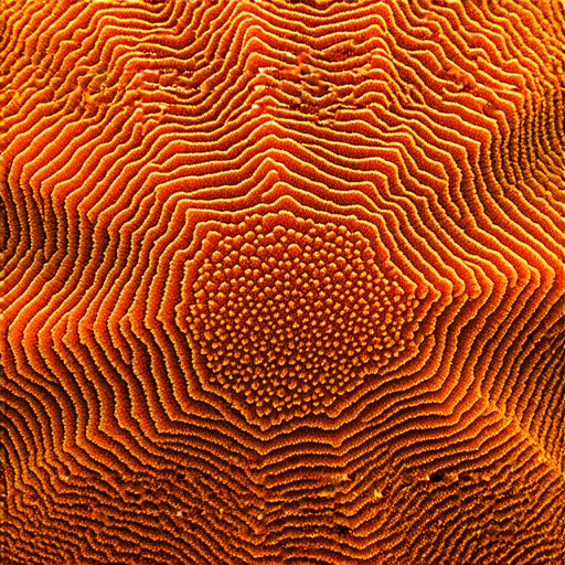 「海膽與淘汰：揭開這兩者背後不為人知的驚奇秘密！」